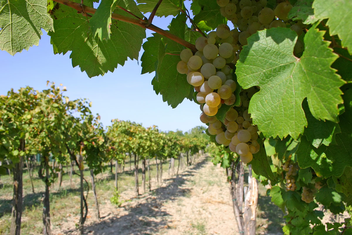 AdobeStock 17447938VINES