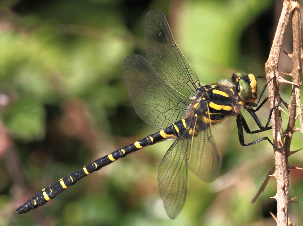 golden ringed dragonfly. m side. dave cooper 1024x765